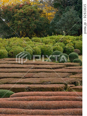 植物園庭園風景 植物園庭園風景 9263835