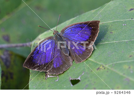 ムラサキシジミ 9264346