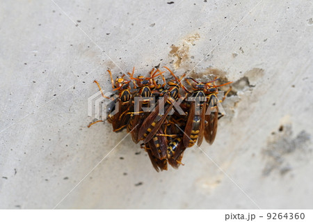 キアシナガバチの集まり 9264360