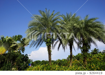 南国の風景 9264419