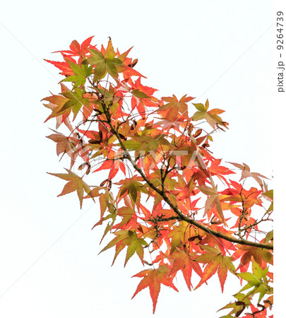 Japanese maple Japanese maple 9264739
