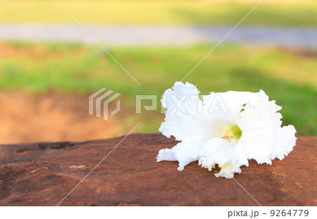 Vegetable Humming Bird ,Sesban Agasta 9264779