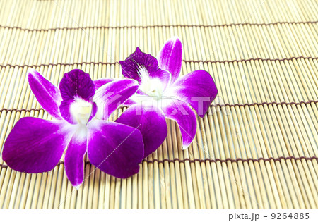 Fresh orchid flower Fresh orchid flower 9264885
