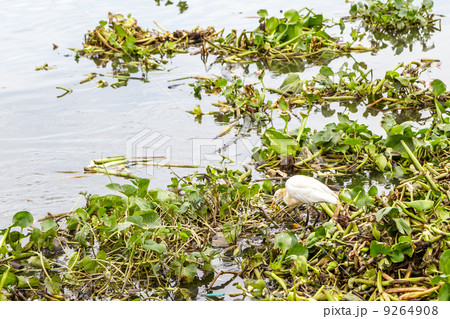 bird in Water hyacinth bird in Water hyacinth 9264908