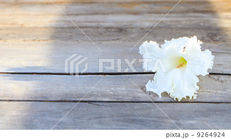 Vegetable Humming Bird ,Sesban Agasta on wood background 9264924