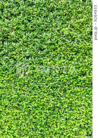 Fresh green leaf background Fresh green leaf background 9264935