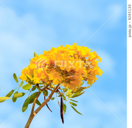 Tabebuia chrysantha flowers 9265130