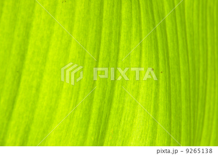 Texture Banana leaf Texture Banana leaf 9265138