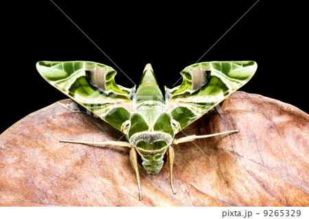 Green moth is on dry leaf 9265329