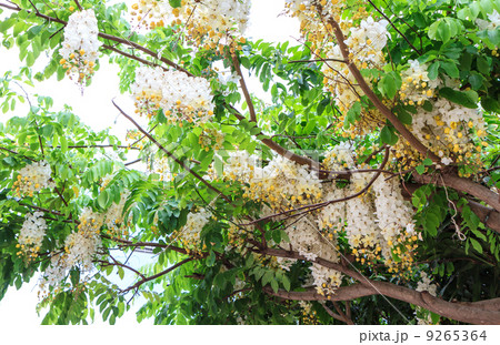 white golden shower 9265364
