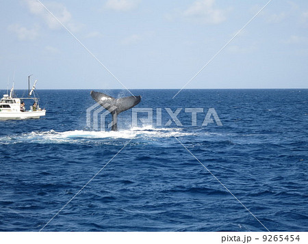 ザトウクジラ　クジラ　沖縄　慶良間諸島　東シナ海　ホエールウォッチング 9265454