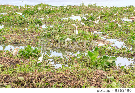 Many birds feed on water hyacinth estuary. 9265490