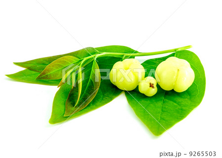 Star gooseberry or Phyllanthus acidus 9265503