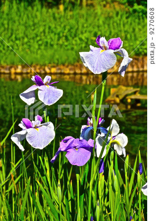 満開の「ハナショウブ」(向島百花園/東京都墨田区東向島) 満開の「ハナショウブ」(向島百花園/東京都墨田区東向島) 9270608
