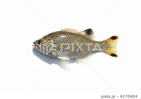 ミキユー(和名:オオクチユゴイ) ミキユー(和名:オオクチユゴイ) 9270804