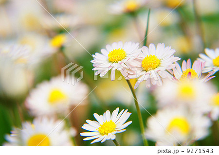 Spring Flowers 9271543