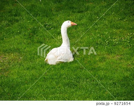 geese meadow 9271654