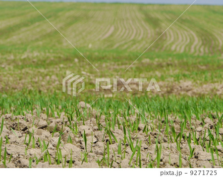 field field 9271725