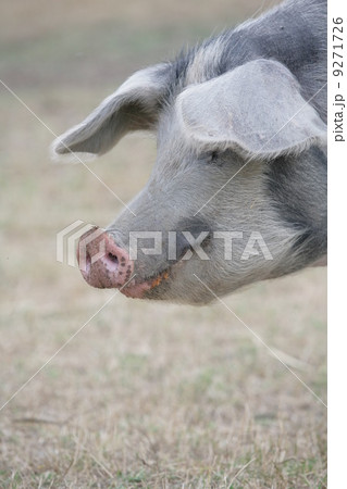 organic pig portrait organic pig portrait 9271726