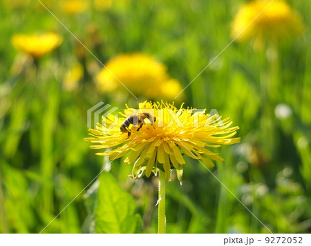 Bumblebee on a dandelion 9272052
