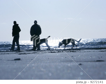 couple beach dogs walking 9272141