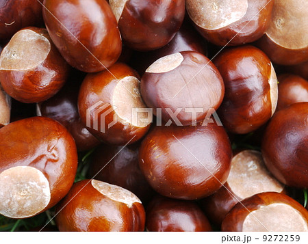chestnut horse conker 9272259