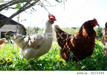 free range hen in a spring meadow free range hen in a spring meadow 9272394