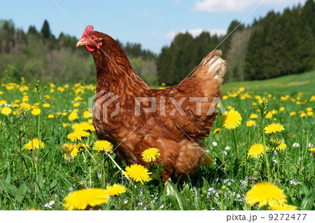 free range hen in a beautiful spring meadow free range hen in a beautiful spring meadow 9272477