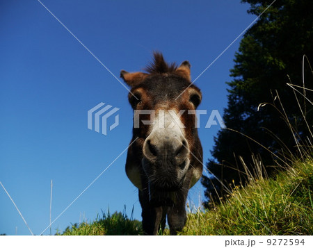 Donkey Donkey 9272594