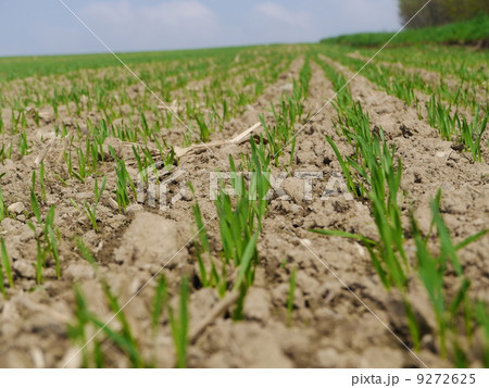 field 9272625
