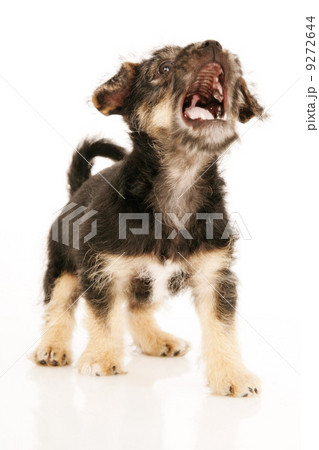 Puppy dog isolated on white 9272644