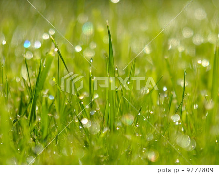 fresh green grass fresh green grass 9272809