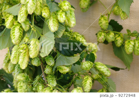 hop plant 9272948