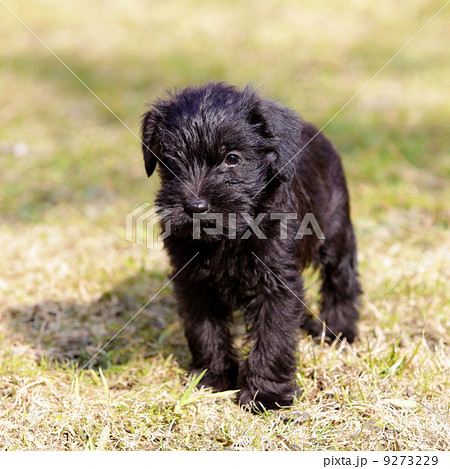 Puppies 9273229