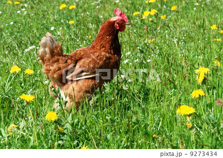 free range hen in a spring meadow 9273434