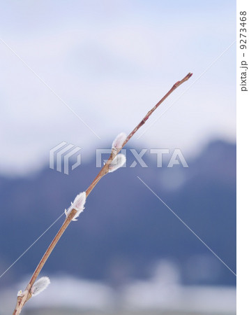 Pussy Willow Catkins 9273468