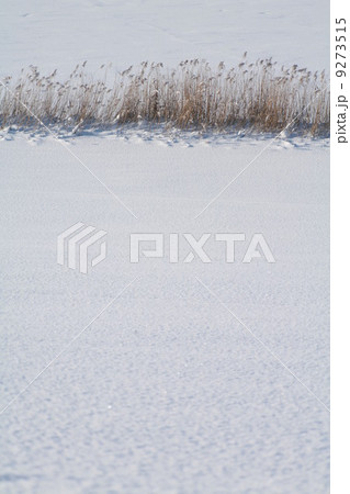 reed Christmas winter reed Christmas winter 9273515