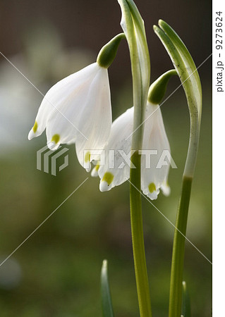 Spring Flowers Spring Flowers 9273624
