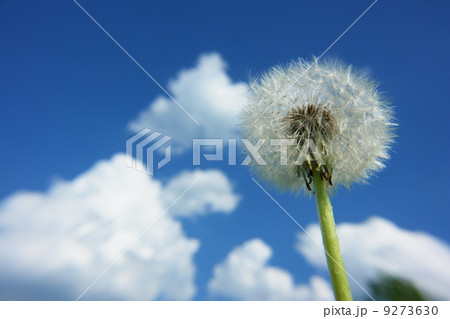 blowball dandelion sky wind 9273630