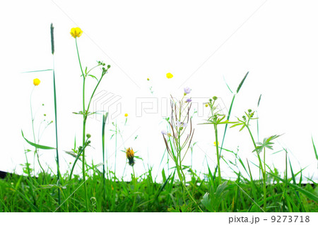 Isolated Springflowers Isolated Springflowers 9273718