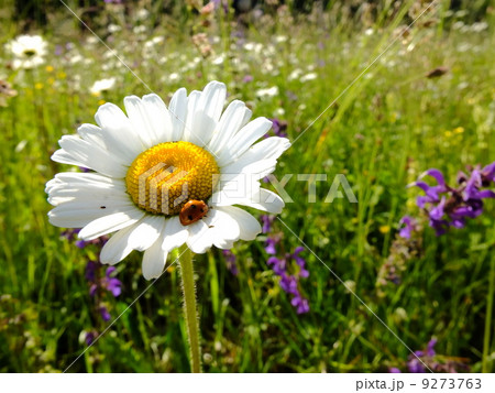 Daisies Daisies 9273763