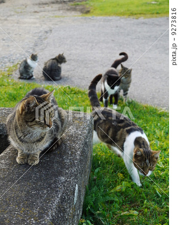 Cat outside Cat outside 9273816