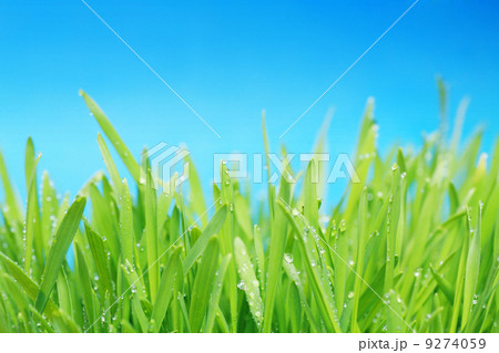 fresh green grass 9274059