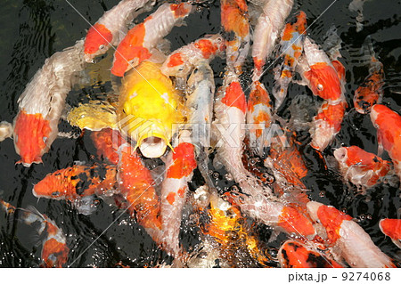 koi koi 9274068
