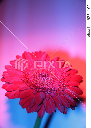 Gerbera Gerbera 9274166