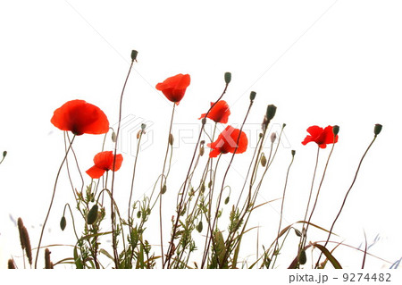 Poppy field isolated on white 9274482