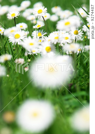 daisies daisies 9274487