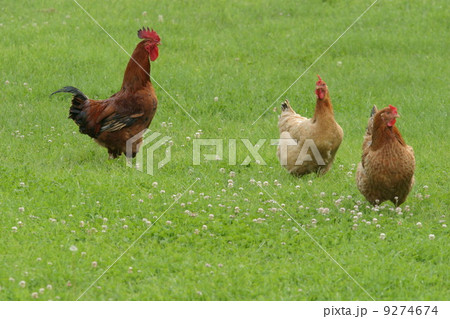 hen free range 9274674