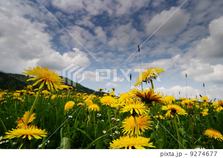 Spring 9274677