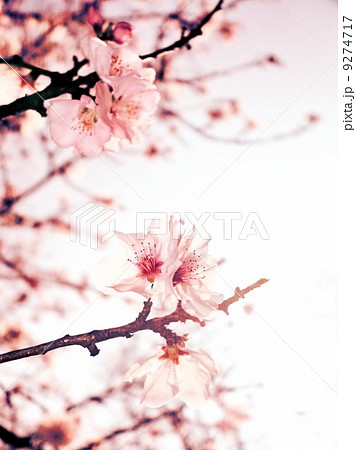 Pink cherry blossom in full bloom. 9274717